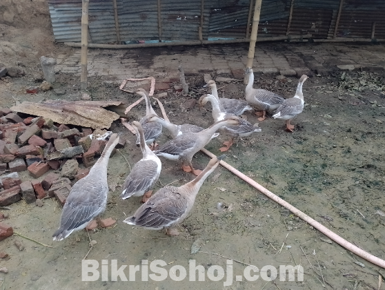 রাজ হাস